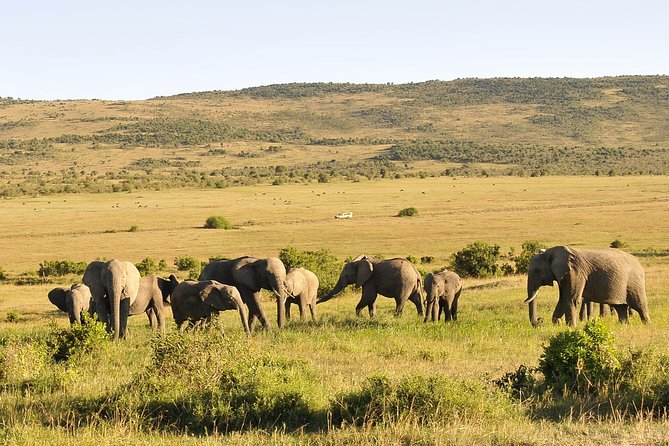 3 Day 2 Nights Maasai Mara Safari - Key points before you book