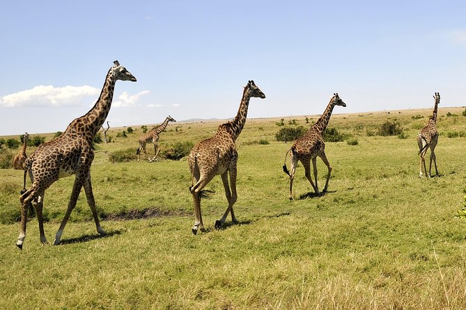 3 Day 2 Nights Maasai Mara Safari - Day three: a short Maasai village visit and the road back