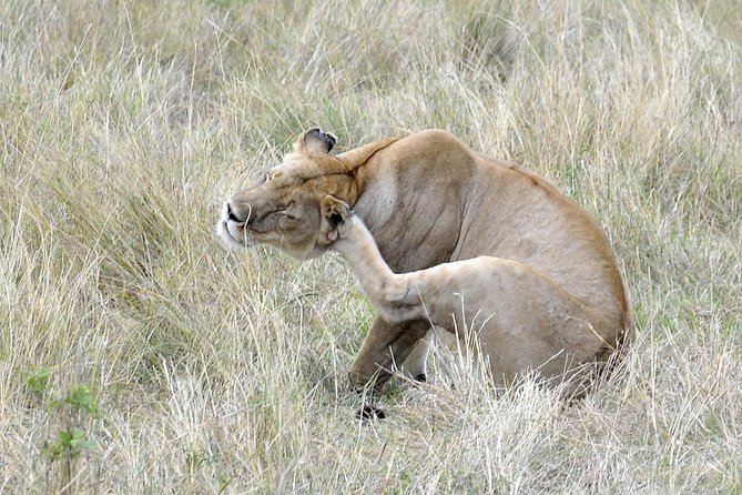 3 Day 2 Nights Maasai Mara Safari - What the $390 price really covers