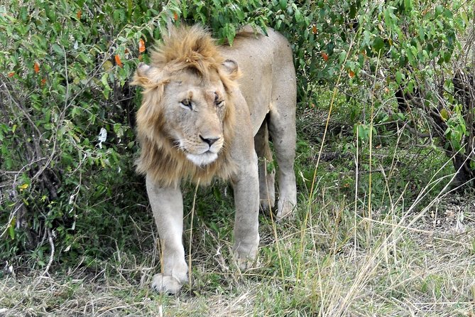 3 Day 2 Nights Maasai Mara Safari - The guides and the small-group advantage