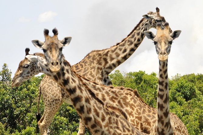 3 Day 2 Nights Maasai Mara Safari - Who will get the most from this safari