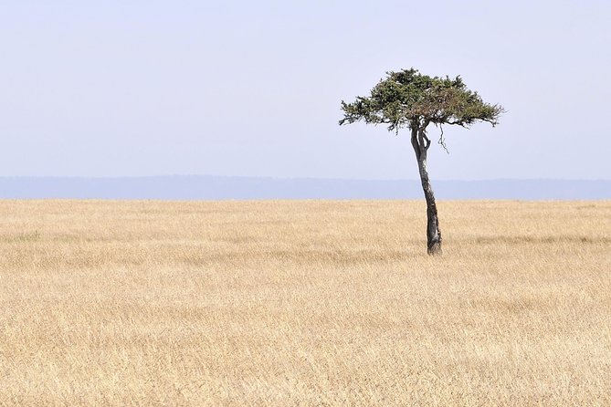 3 Day 2 Nights Maasai Mara Safari - Day two: the Mara’s main wildlife day