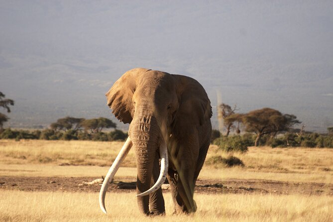 3-Day Amboseli National Reserve Safari from Nairobi - Day one: From Nairobi to the first Amboseli drive
