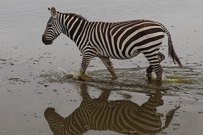 3-Day Amboseli Safari from Nairobi - The early morning payoff on day three