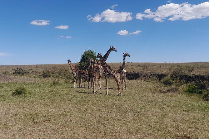 3-Day Amboseli Safari from Nairobi - A full day under Kilimanjaro