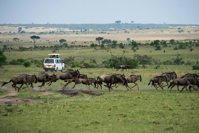 3-DAY Best Maasai Mara Safari (POPULAR) - Why three days works better than a quick Mara visit
