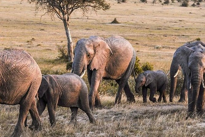 3-DAY Best Maasai Mara Safari (POPULAR) - Who gets the best value from this safari