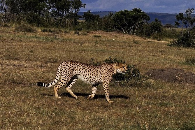 3-DAY Best Maasai Mara Safari (POPULAR) - Day 1: Nairobi, the Great Rift Valley, and a sunset drive