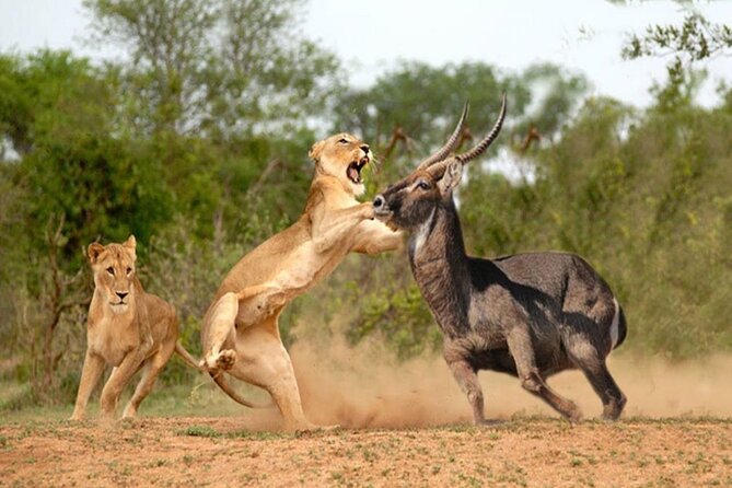 3-Day Budget Maasai Mara Joining Safari with 4x4 LandCruiser Jeep - What makes this a good value, and what does not