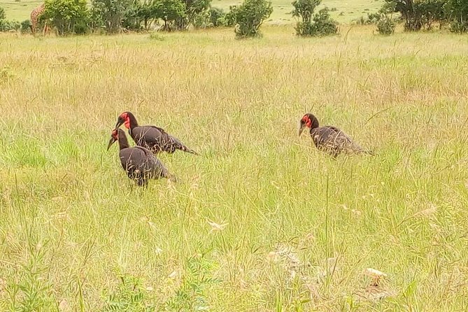 3-day Budget Safari To Maasai Mara - Why this three-day Maasai Mara trip works