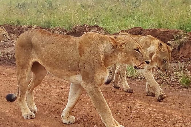 3-day Budget Safari To Maasai Mara - Lunch beside the Mara River