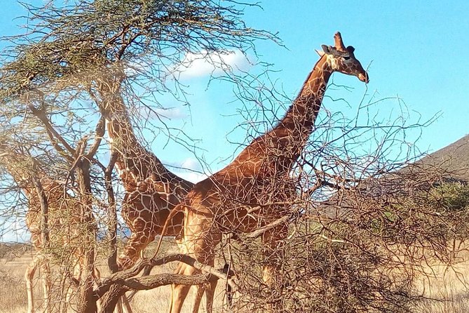 3-day Budget Safari To Maasai Mara - Day 3 combines one last drive with the trip home