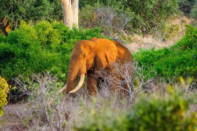 3 day Diani Beach To Tsavo East & West - From Diani Beach to Tsavo East
