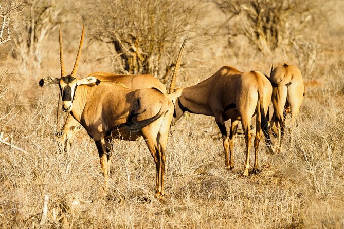 3 day Diani Beach To Tsavo East & West - Mzima Springs, a quieter final morning