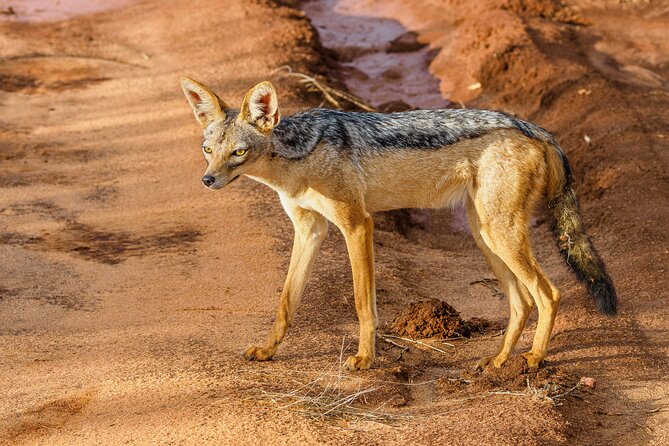 3 day Diani Beach To Tsavo East & West - Food, lodging and the real value of $2,020