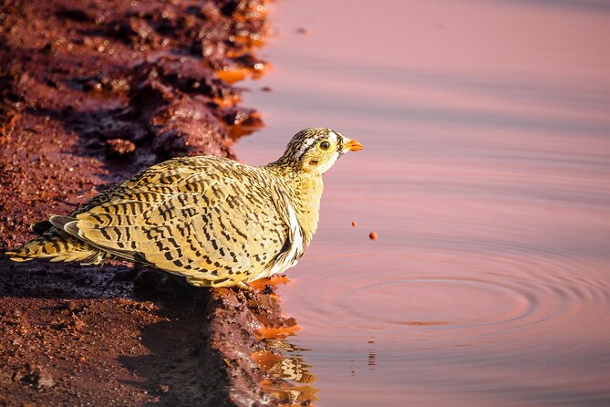3 day Diani Beach To Tsavo East & West - Who will enjoy this safari most