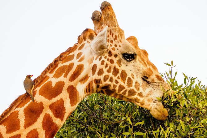 3 day Diani Beach To Tsavo East & West - Practical points before you book