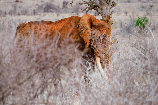 3 day Diani Beach To Tsavo East & West - Should you book the Tsavo safari?