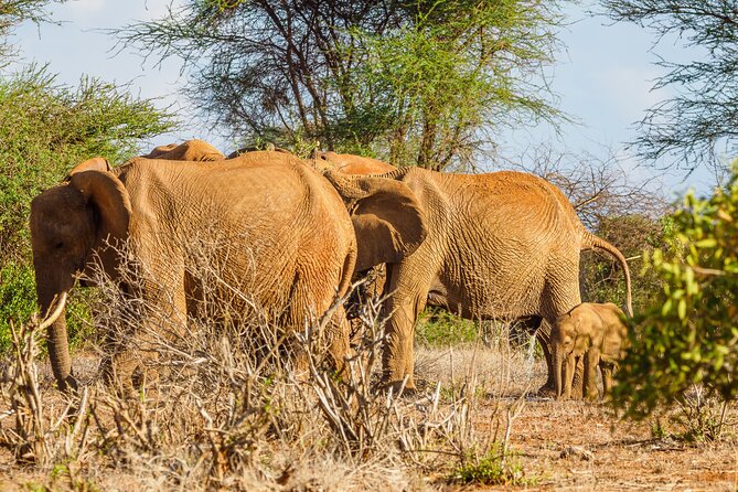 3 day Diani Beach To Tsavo East & West - What the guide adds to a private safari