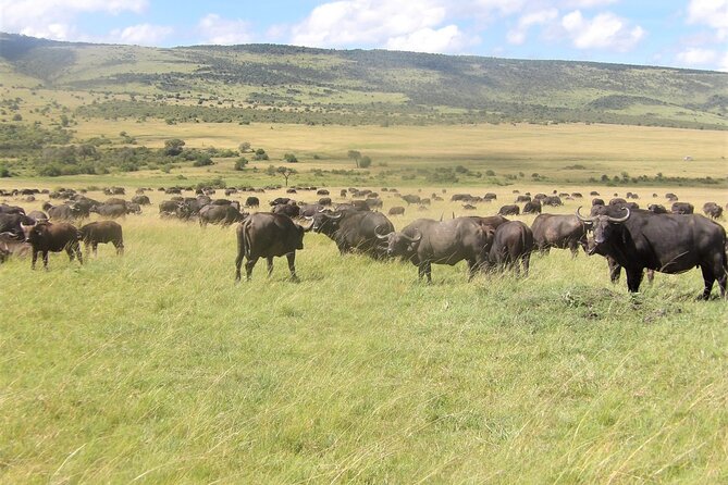 3 Day Exploring Amboseli National Park - Leaving Nairobi at 6:30 in the morning