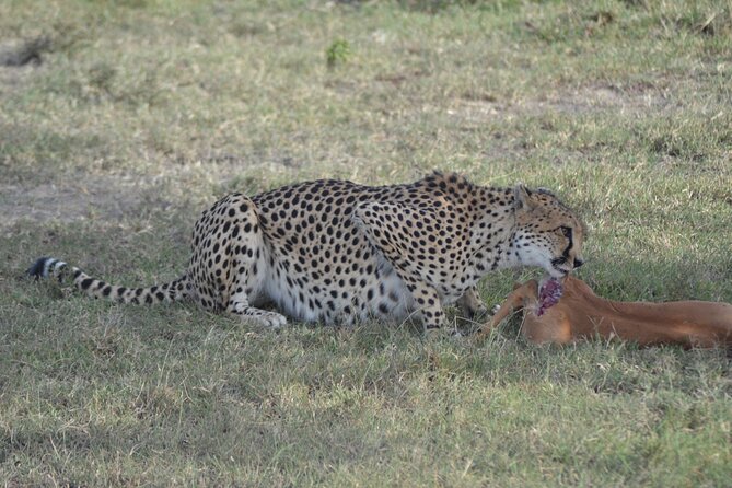 3-Day Group Safari in Masai Mara with Pick Up - Key points to know before you book
