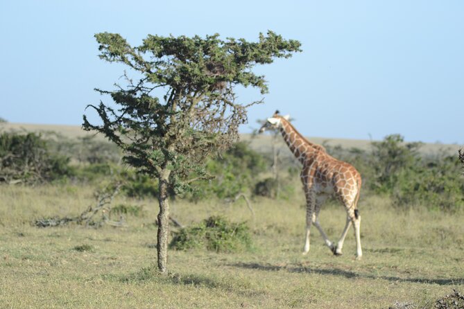 3-Day Group Safari in Masai Mara with Pick Up - Why the Mara is worth the long drive from Nairobi