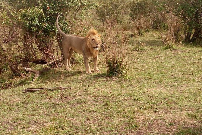 3 day maasai mara budget Camping Group safari - The first Maasai Mara game drive
