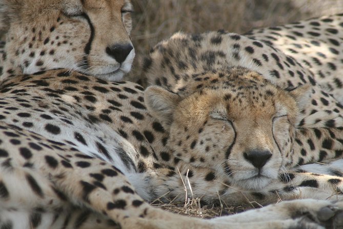 3-Day Maasai Mara Group Joining Safari - Key points to know before booking