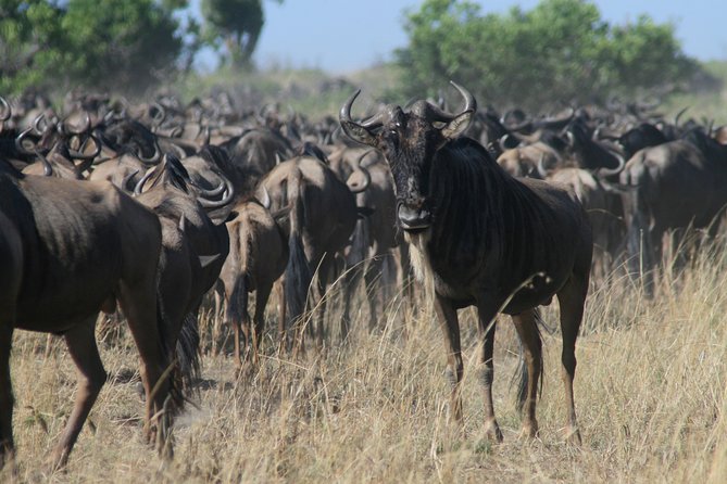 3-Day Maasai Mara Group Joining Safari - The road from Nairobi to Maasai Mara