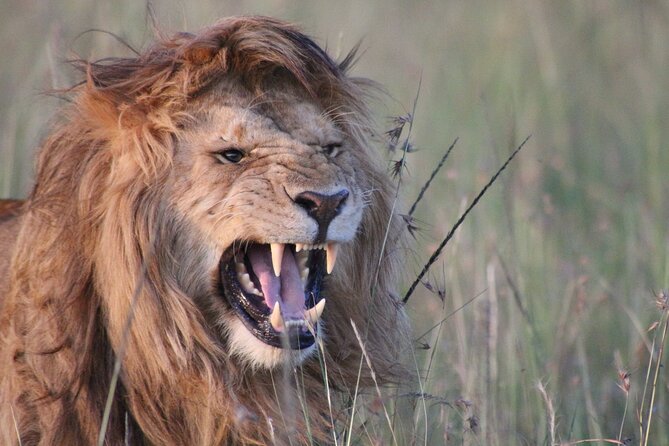 3-Day Maasai Mara Group Joining Safari - Day two: the safari day that matters most