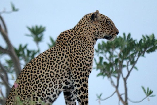 3-Day Maasai Mara Guided Safari From Nairobi - Eight hours among lions, elephants, and cheetahs