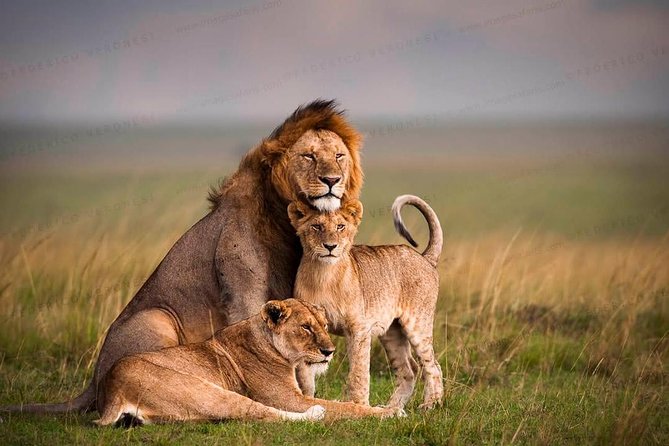 3-Day Maasai Mara Guided Safari From Nairobi - A practical look at the Maasai village option