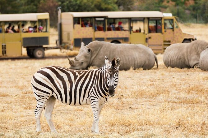 3-Day Maasai Mara Guided Safari From Nairobi - Camping, meals, and the real meaning of budget