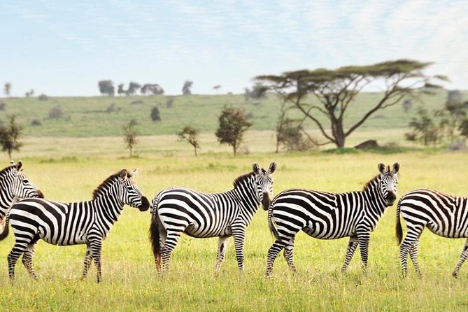 3-Day Maasai Mara Guided Safari From Nairobi - Ben and the value of a good guide