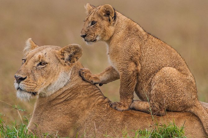 3-Day Maasai Mara Guided Safari From Nairobi - Day three returns you to Nairobi