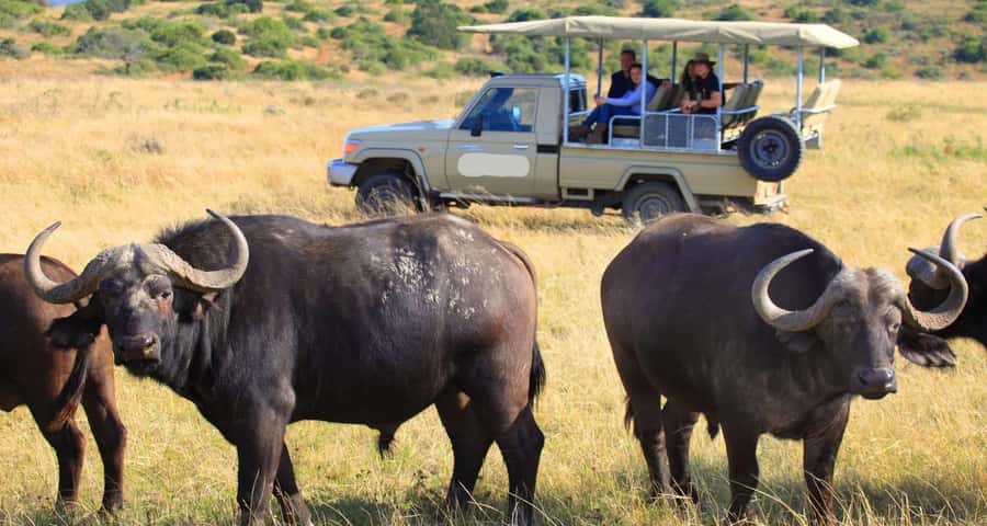 3-Day Maasai Mara Joining Safari at Enkorok Luxury Camp - Day two: the long safari day