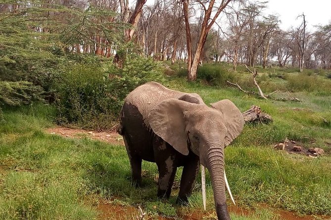 3 Day Maasai Mara & Migration safari - Why the tented camp matters