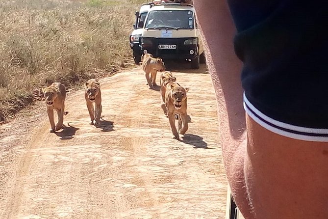 3 Day Maasai Mara & Migration safari - Day 3: A final drive and the long return to Nairobi