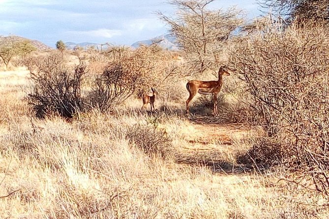 3 Day Maasai Mara & Migration safari - Transport, seats, and group size