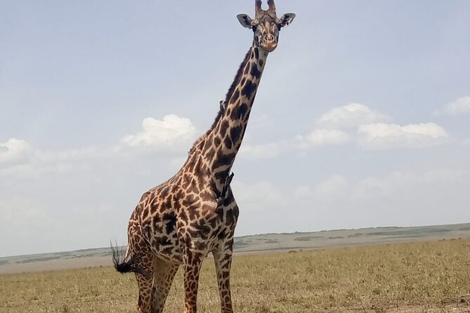 3-Day Maasai Mara Safari Tour in a 4 x4 Land Cruiser Jeep - Nairobi to the Great Rift Valley viewpoint
