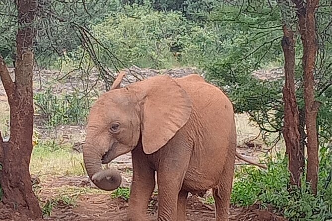 3-Day Maasai Mara Safari Tour in a 4 x4 Land Cruiser Jeep - Miti Mingi Camp and the practical side of tented lodging