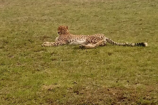 3-Day Maasai Mara Safari Tour in a 4 x4 Land Cruiser Jeep - The final morning and return to Nairobi