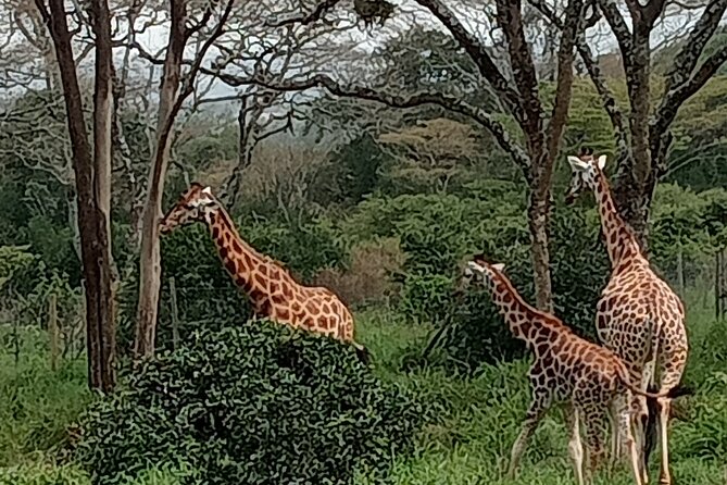 3-Day Maasai Mara Safari Tour in a 4 x4 Land Cruiser Jeep - Who will enjoy this three-day safari