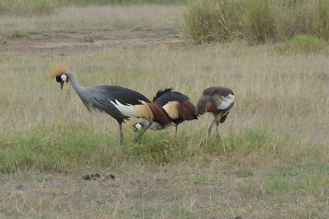 3 Day Maasai Mara Shared Safari In a Safari Van - Leaving Nairobi for the Great Rift Valley