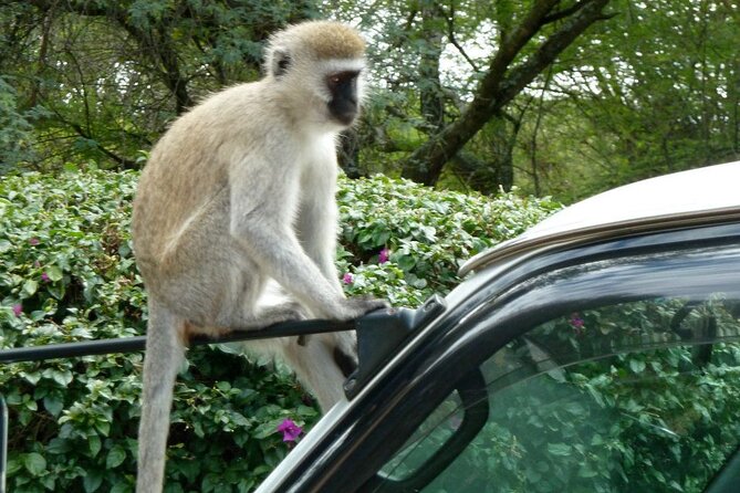 3 Day Maasai Mara Shared Safari In a Safari Van - The full Mara day and the Mara River