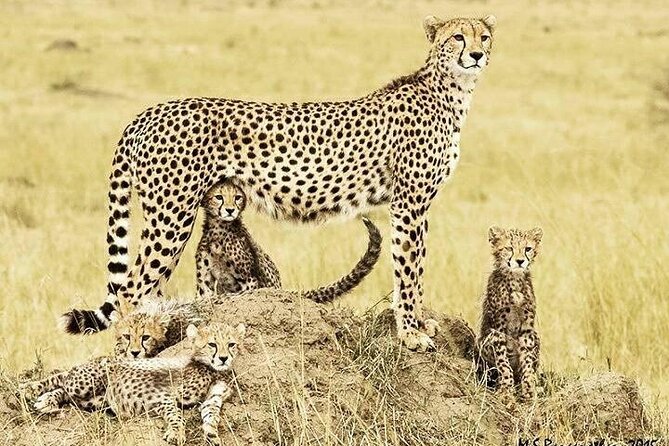 3 Day Maasai Mara Shared Safari In a Safari Van - Camp comfort, meals, and the shared-van tradeoff