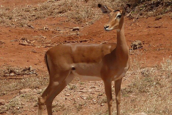 3 Day Maasai Mara Shared Safari In a Safari Van - The final morning and optional Maasai visit