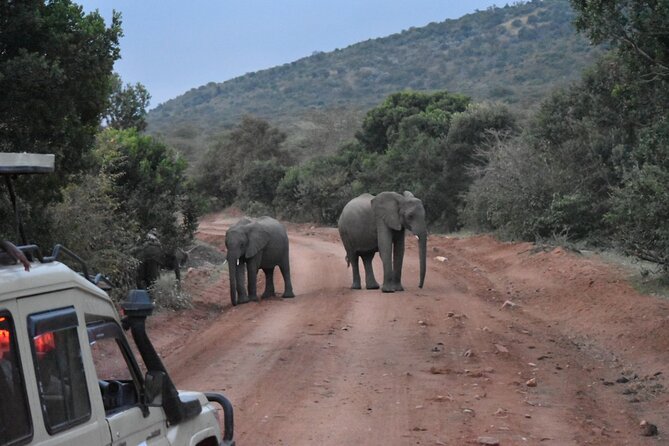 3 Day Maasai Mara Shared Safari In a Safari Van - What the $219 price really gives you