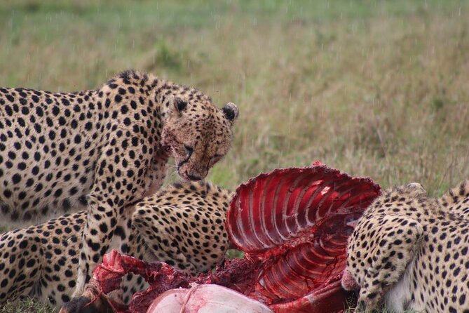 3-Day Maasai Mara Sharing Safari in a 4x4 Land Cruiser Jeep - What you might see in the Mara