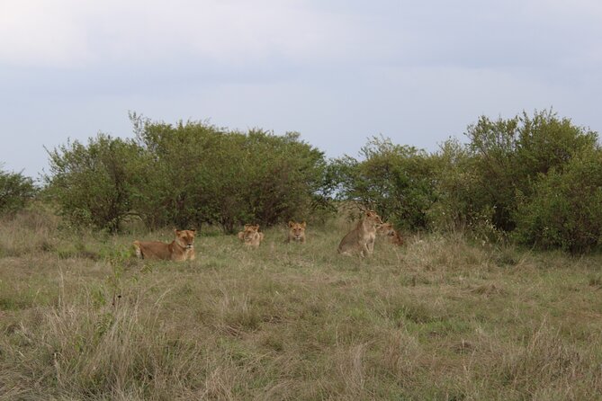 3-Day Maasai Mara Sharing Safari in a 4x4 Land Cruiser Jeep - Who should book this Maasai Mara safari?